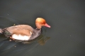 red-crested pochard, pochards-01
